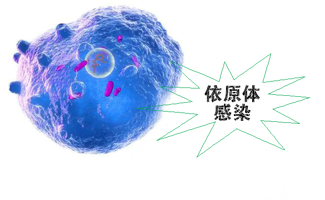 怎么不知不覺就感染了沙眼依原體呢？